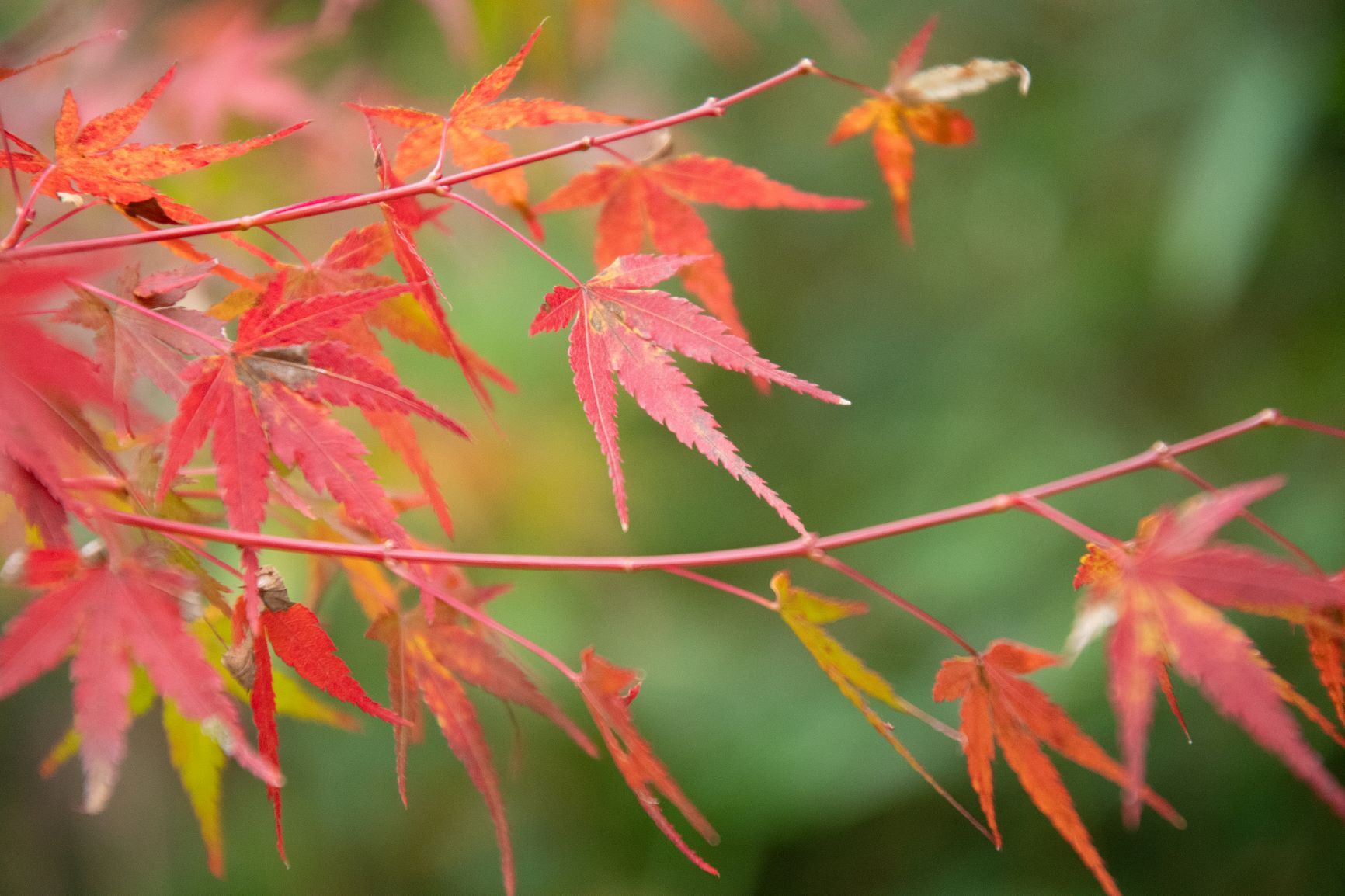 紅葉